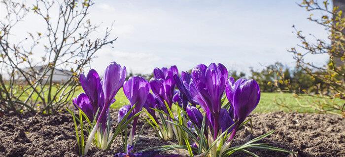 番红花怎样种植（番红花种植时间和方法）