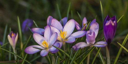 番红花怎样种植（番红花种植时间和方法）