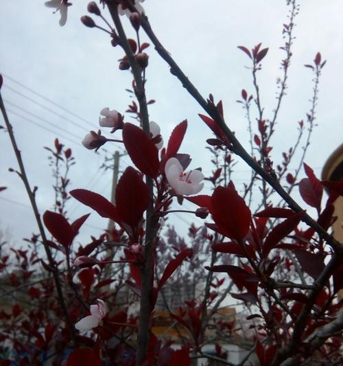 紫叶李开花时间（探索紫叶李的开花周期和花期）