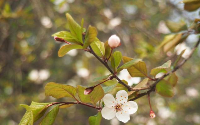 紫叶李开花时间（探索紫叶李的开花周期和花期）