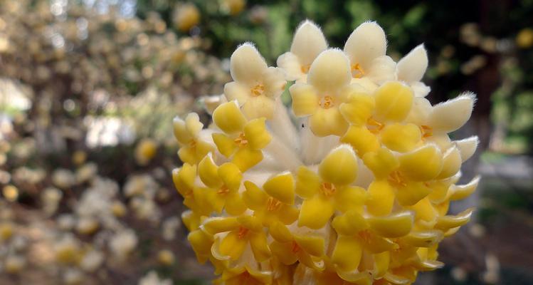 结香花能在家里养吗（了解结香花的养殖方法）