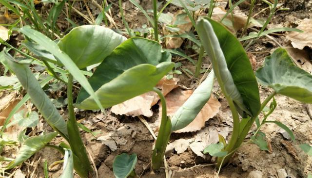 芋头怎么种植才能高产（芋头高产栽培技术要点）