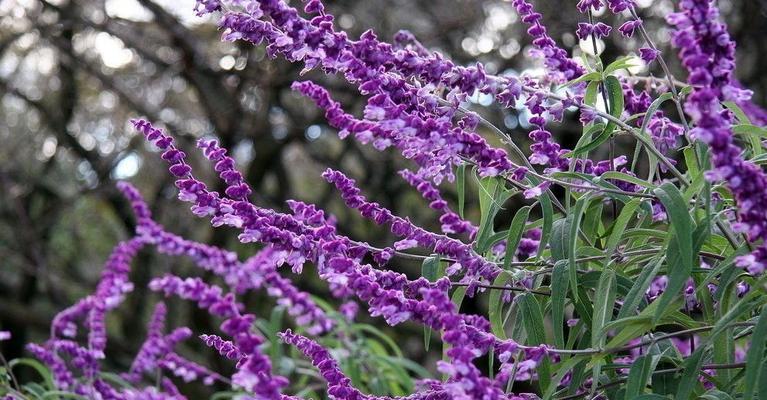 薰衣草花怎么养（薰衣草种植方法和时间）