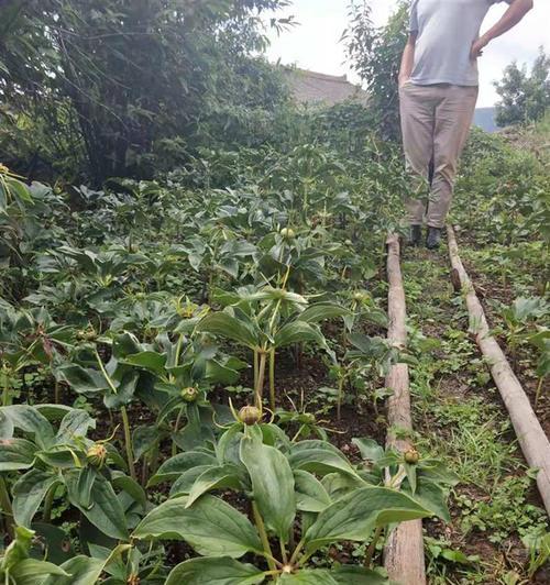 重楼如何种植（重楼种植方法和时间）