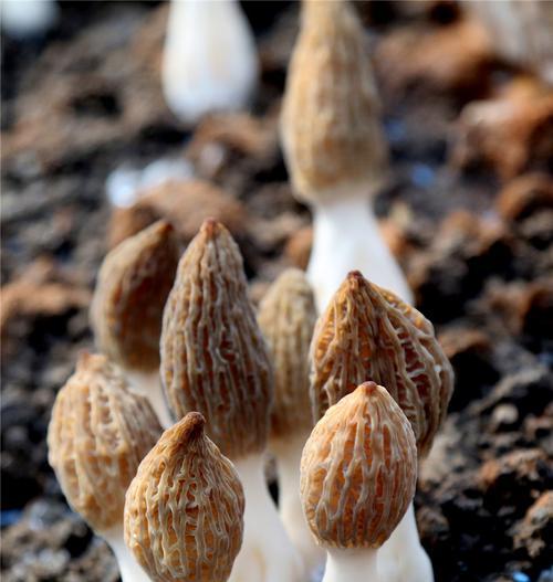 如何种羊肚菌（羊肚菌的种植条件和技术）