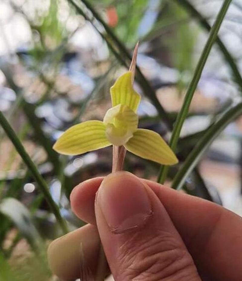 黄玉兰花怎么养才好（详解玉兰花的养殖方法）