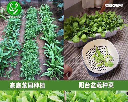 香菜怎么种植（香菜的种植方法步骤）