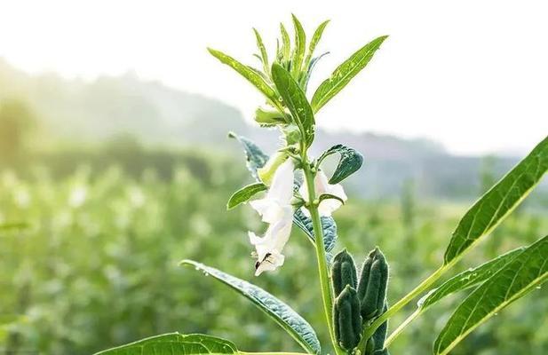 几月份种芝麻最合适（芝麻种植方法和时间）