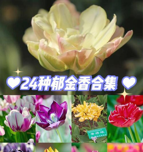 郁金香种植多长时间开花（了解郁金香的生长周期）