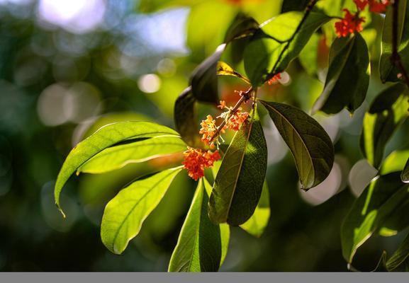 丹桂飘香是什么季节（详解丹桂飘香的季节）