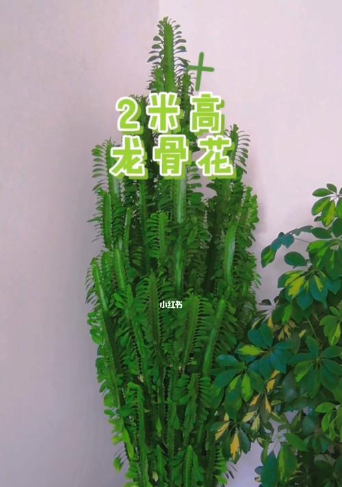 龙骨花如何养殖（龙骨养殖方法和技巧）