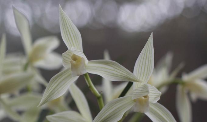 大雪素兰花如何种植（大雪素的养殖方法和注意事项）