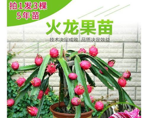 火龙果怎样养殖盆栽（盆栽火龙果的种植方法）