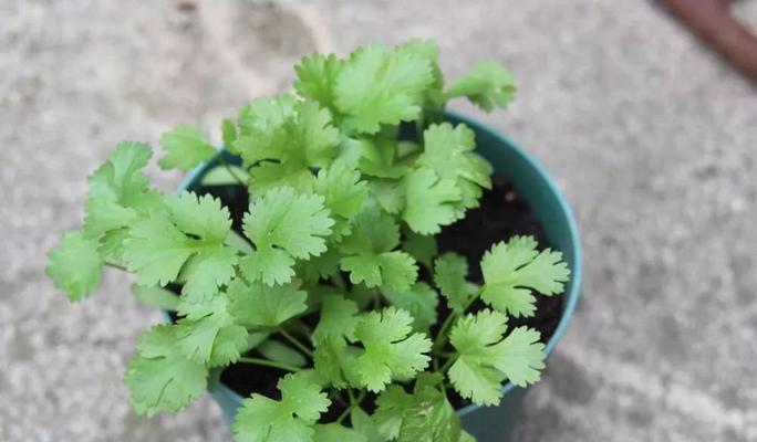 香菜种子怎样发芽最快（香菜种植技术及管理）