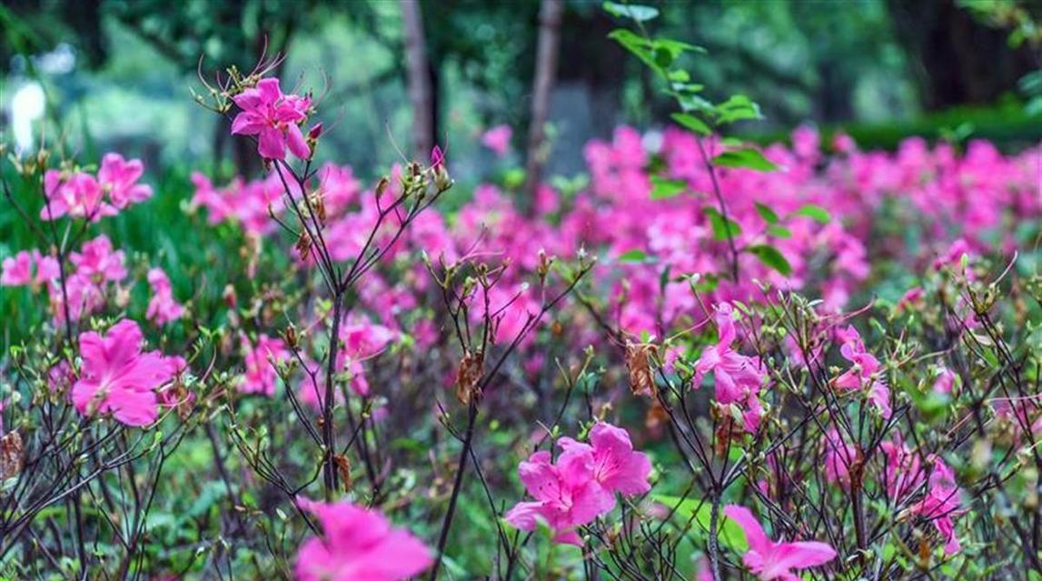 夏鹃开花时间和方法（观赏夏鹃花期简介）