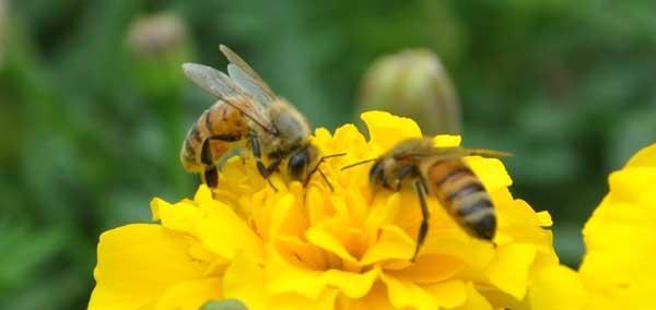 蜜蜂养殖入门教程（全面了解蜜蜂养殖方法）