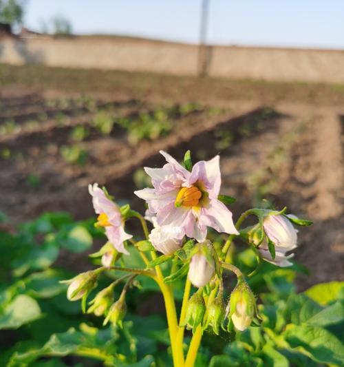 什么时候适合种土豆（土豆的种植方法与时间）