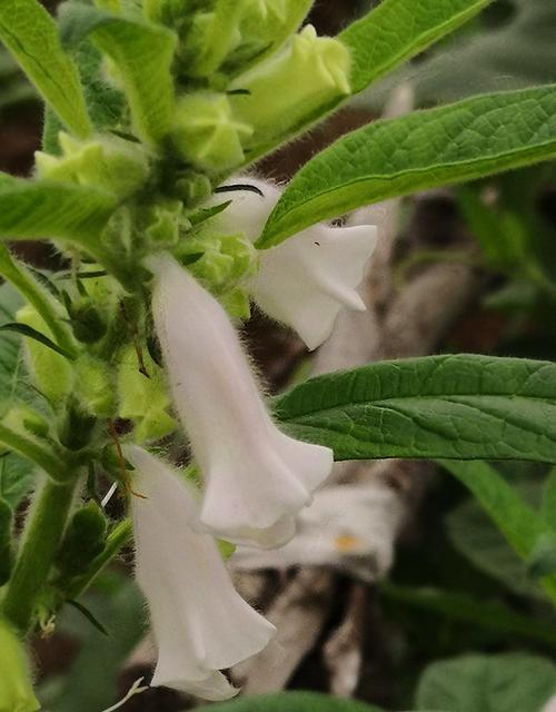 什么季节种芝麻最适合（芝麻种植时间及种植方法）