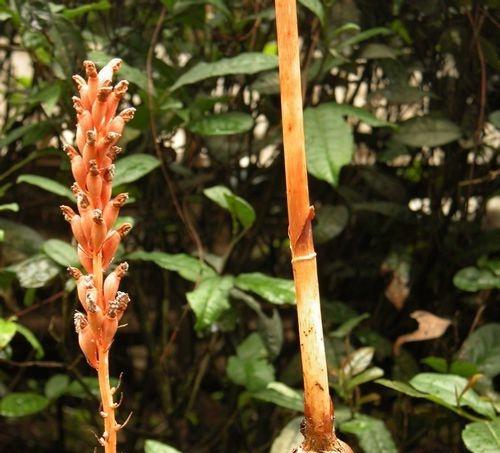 怎样种植天麻（天麻种植方法和技术）