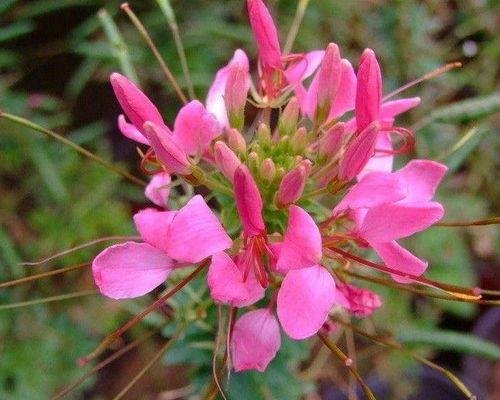 花菜种子怎么催芽（花菜种子催芽的正确方法）