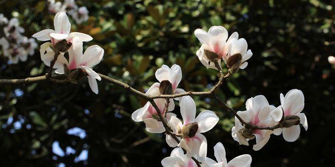 玉兰菜几月种植（玉兰菜的种植方法和时间）