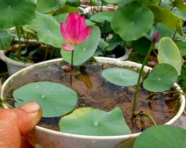 睡莲种子怎么水培（水培睡莲的种植方法和注意事项）