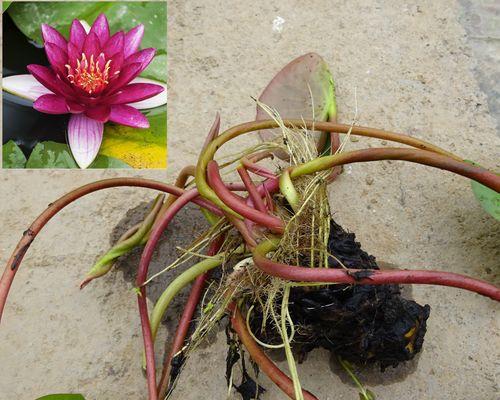 睡莲发芽后怎样种植（详解睡莲正确的栽种方法）