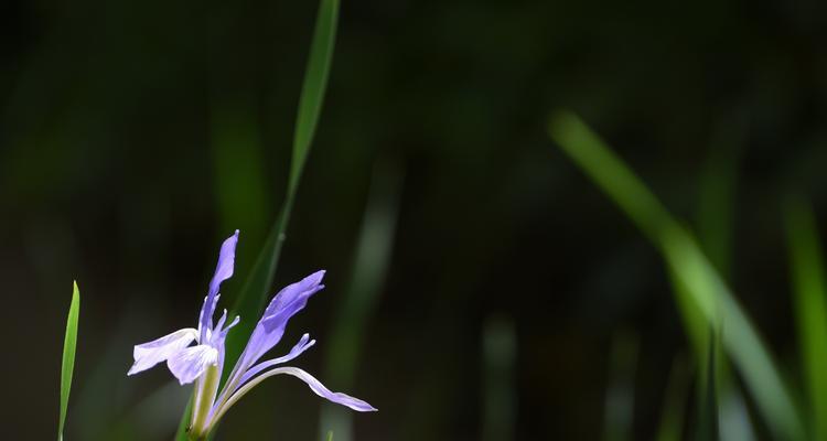 以马兰花花语的深意与寓意（探寻以马兰花花语的神秘之处）