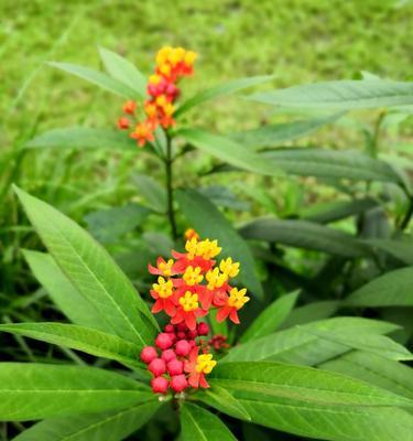 以马利筋花语之美——守望爱的象征（深入探索以马利筋花语）