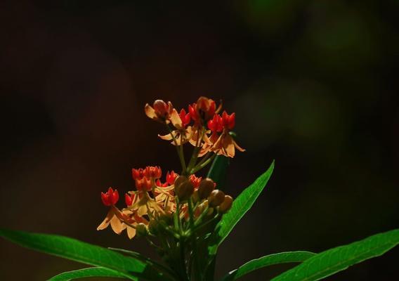 以马利筋花语之美——守望爱的象征（深入探索以马利筋花语）