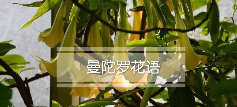 曼陀罗花语（一束芬芳的曼陀罗）