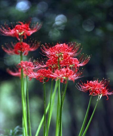 曼陀罗华，魅力无限的花朵（曼陀罗华的花语及其神秘魅力）