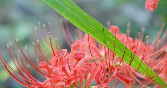 曼陀沙华的花语和寓意（曼陀沙华）