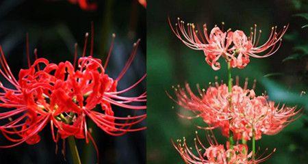 曼珠沙华花的花语（探寻曼珠沙华花的深层含义与象征）