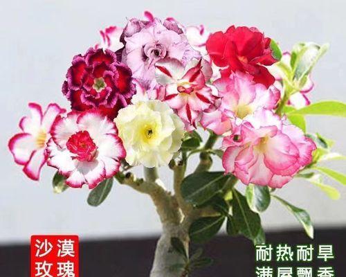 玫瑰花语颜色代表什么（深入了解玫瑰花语的意义与象征）