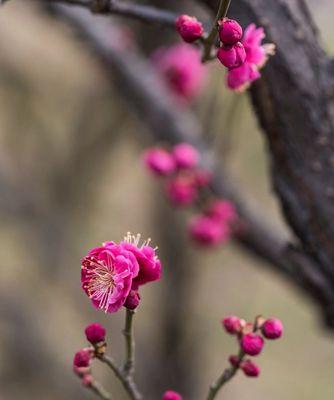 梅花的寓意与含义——寒冷中的坚强与希望（探究梅花象征的美德与品质）