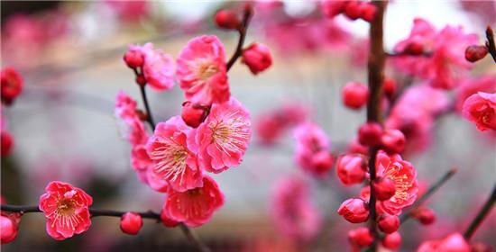 梅花花语与其意义（探索梅花的花语及其深层寓意）