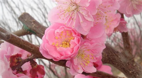 梅花的精神象征意义——生命的坚强与美丽（梅花的力量与坚守）