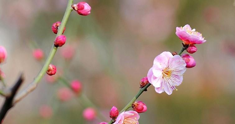 梅花的象征意义（探寻梅花的美与深意）