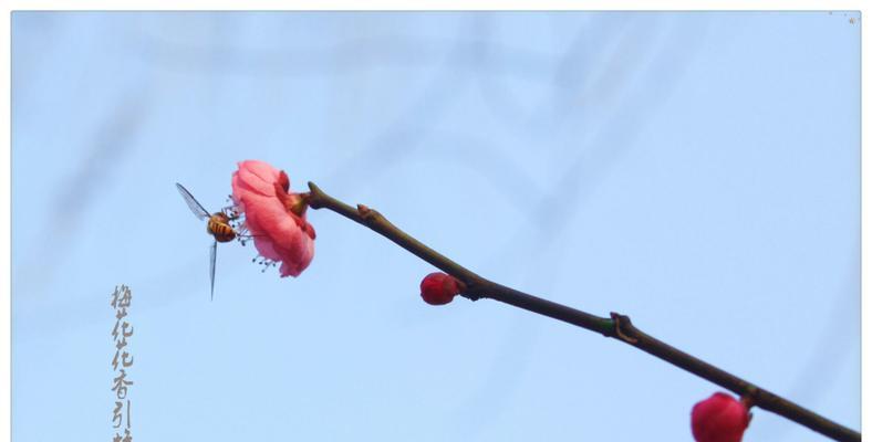 梅花花语的深意（赏析梅花的美丽与哲理）