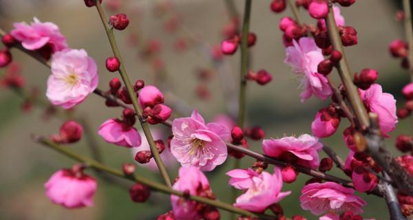 冬日梅花的坚韧和希望（冬天中盛放的梅花散发生命的力量）