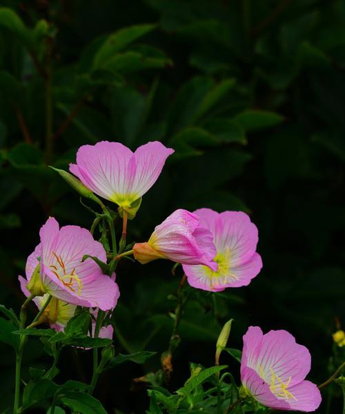 美丽月见草的花语（揭示月见草的神秘之美）