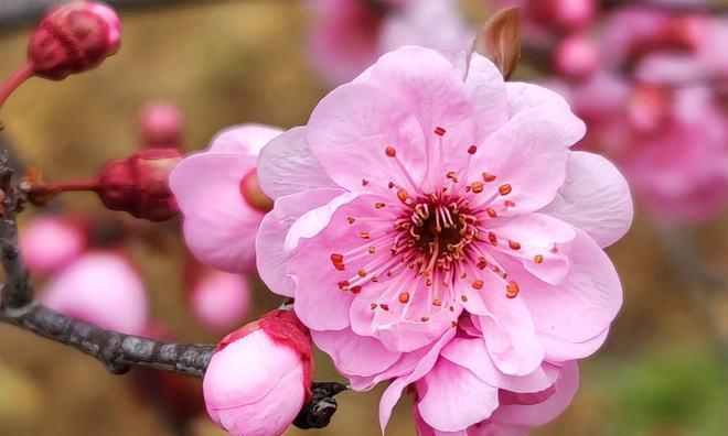 美人梅的花语之神秘与娇艳（探寻美人梅花语的隐秘密码）