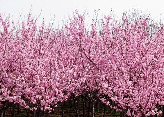 美人梅花语（婉约而傲立的美人梅花）