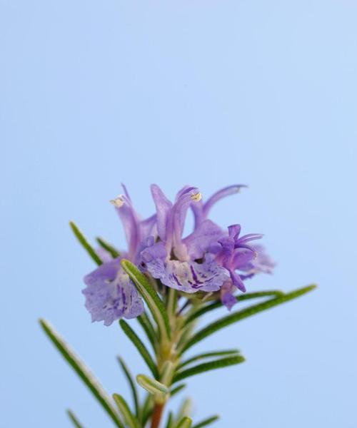 迷迭香的花语与传说（探寻迷迭香花的深意与神秘力量）