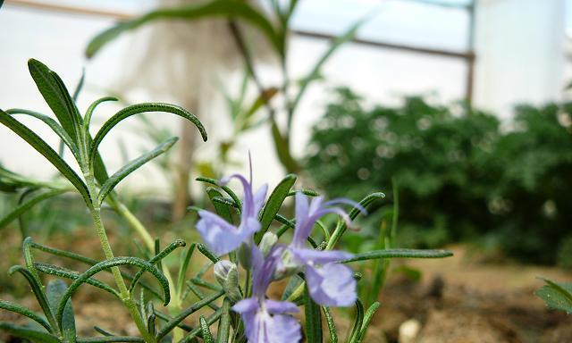 迷迭香花语（迷迭香花语的涵义与传承）