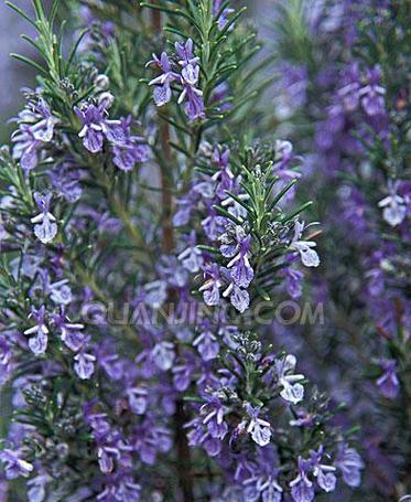 迷迭香花语（迷迭香花语的涵义与传承）