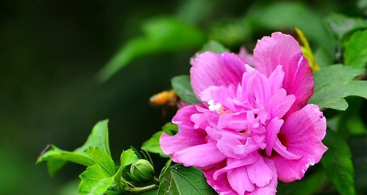 木槿花的花语与象征（探索木槿花的内涵和美丽）