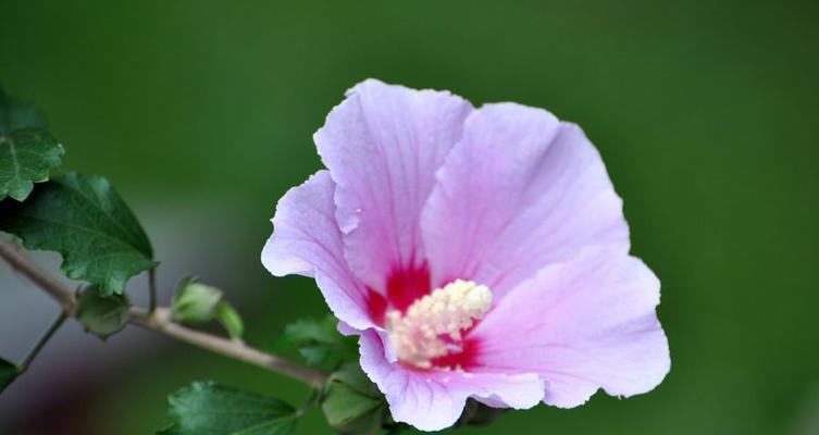 木槿花的象征意义及美丽之源（探索木槿花的神秘内涵与美丽传承）