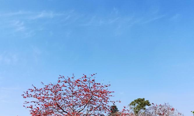 木棉花的花语与寓意（送给特定人群的木棉花意义解读）